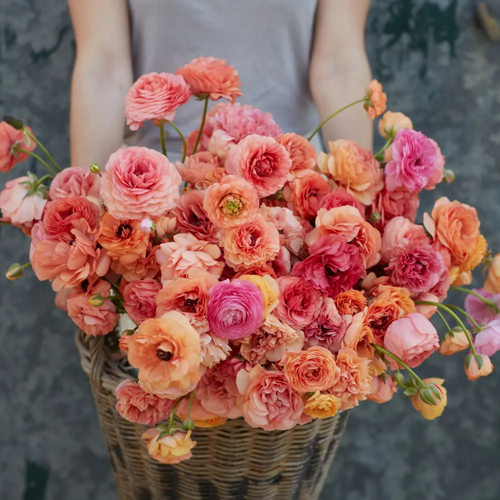 VEGSOW Champagne Ranunculus Bulbs - Elegant Spring-Blooming Corms