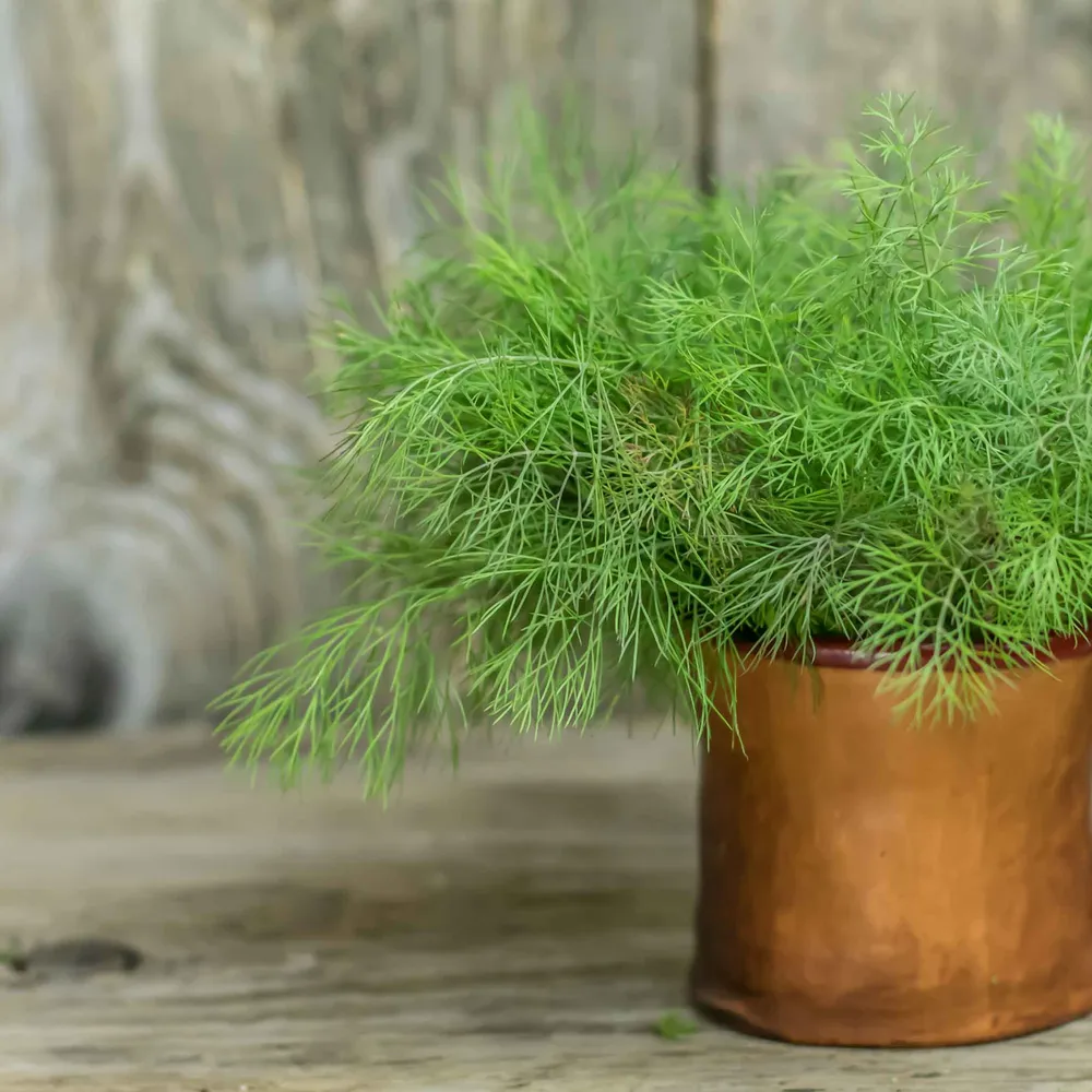 VEGSOW Compatto Dill Seeds - Compact Herb Variety for Home Gardens