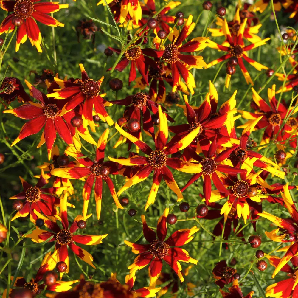 VEGSOW Coreopsis Seeds - Mardi Gras Perennial Flower Seeds