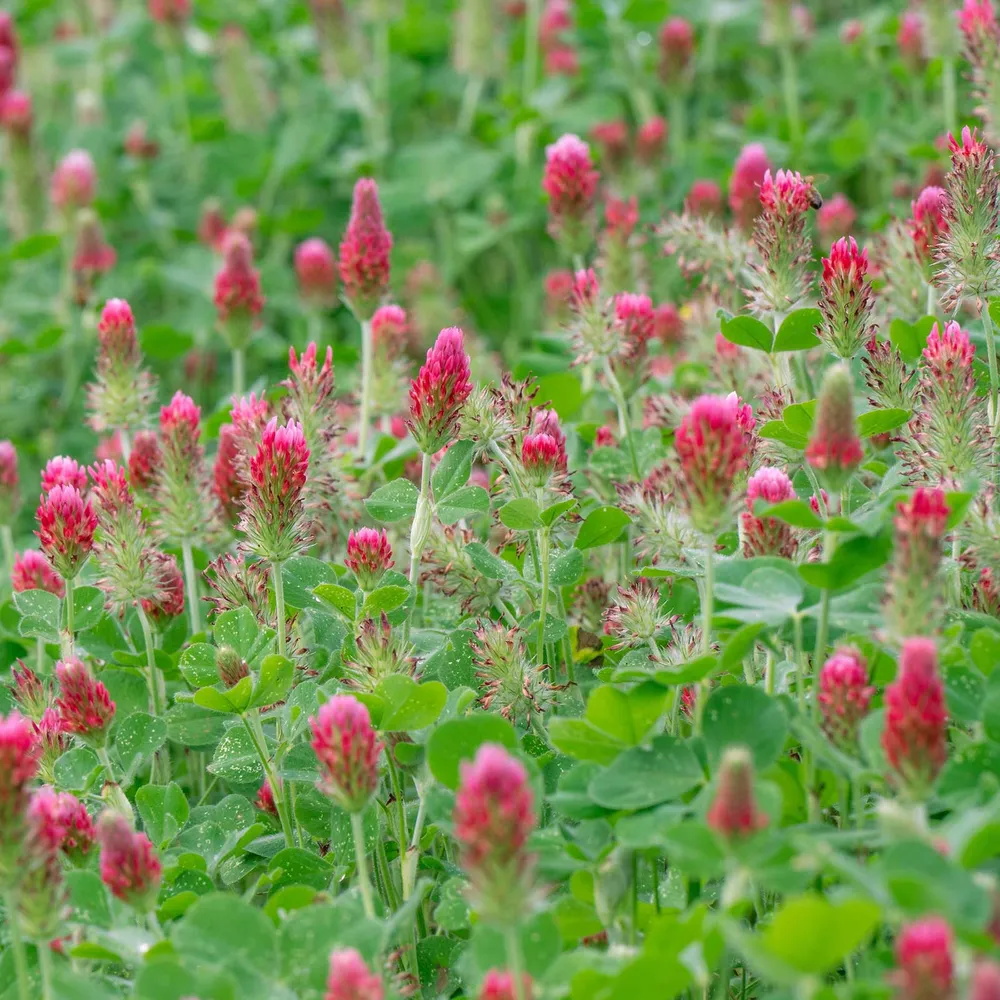 VEGSOW Organic Crimson Clover Seeds - Soil Improvement Cover Crop