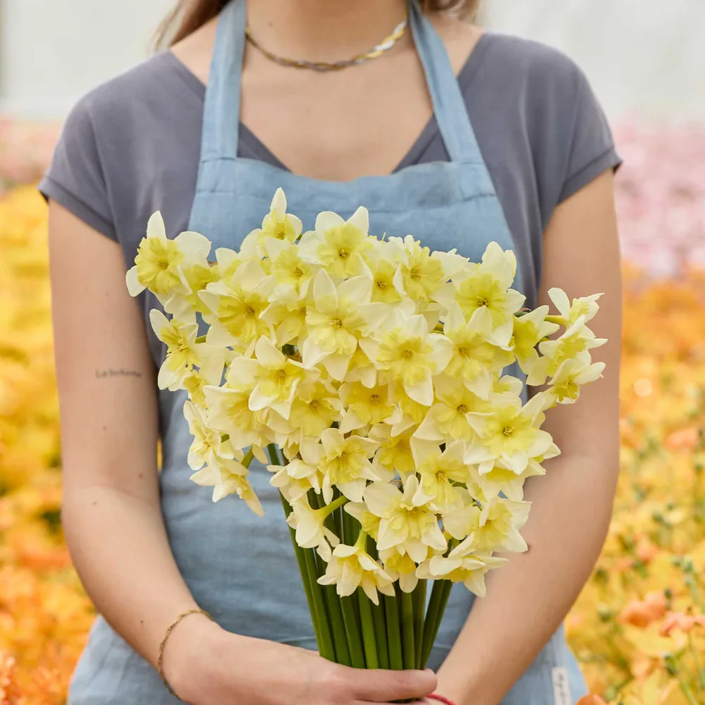 VEGSOW Prom Dance Daffodil Bulbs - Spring Flowering Narcissus