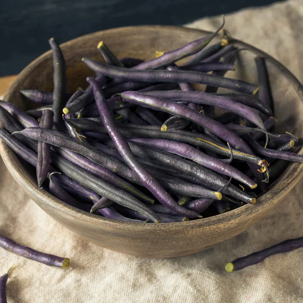 VEGSOW Royal Burgundy Bush Bean Seeds - Organic Heirloom Vegetable Seeds