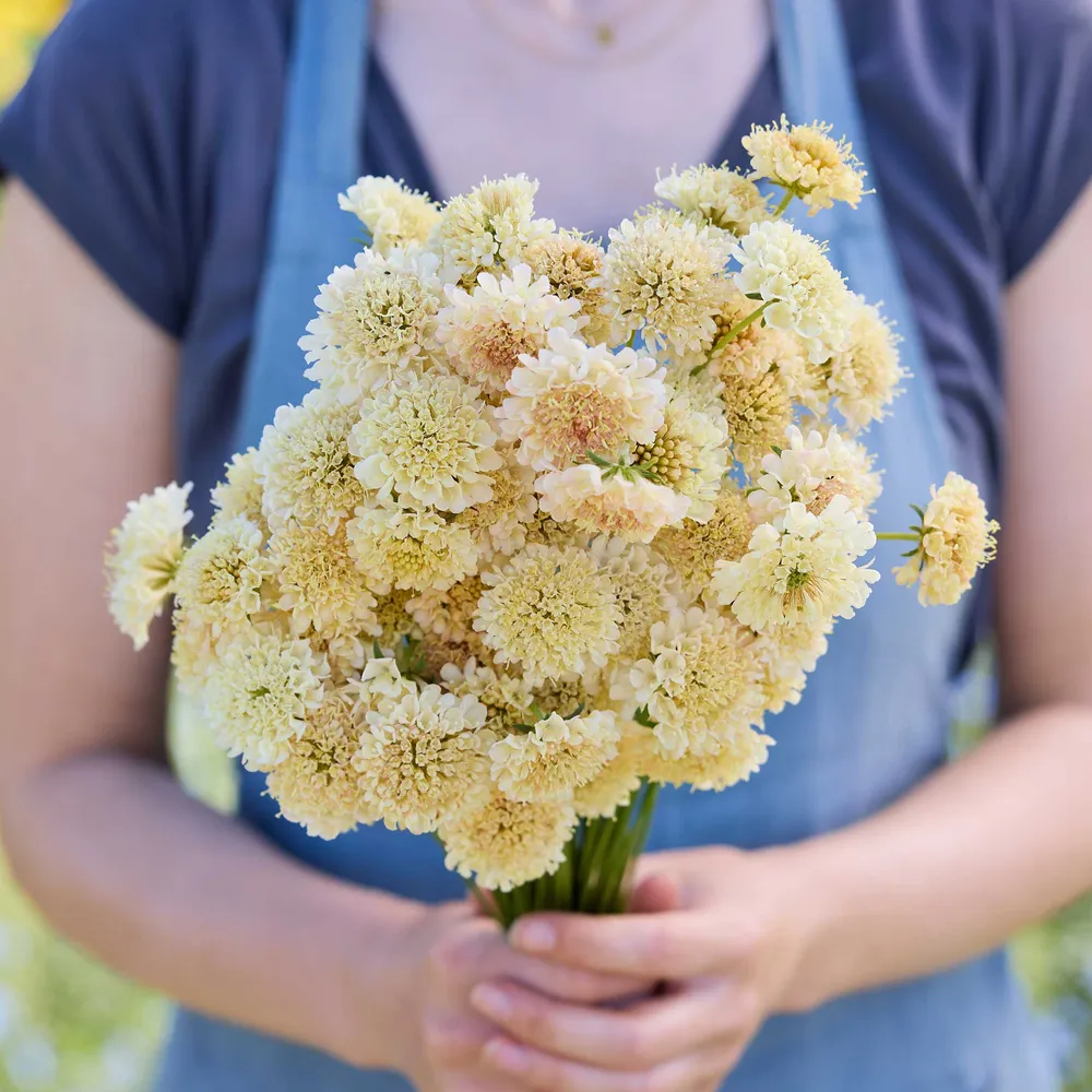 VEGSOW Scabiosa Seeds - Fata Morgana Heirloom Flower Seeds