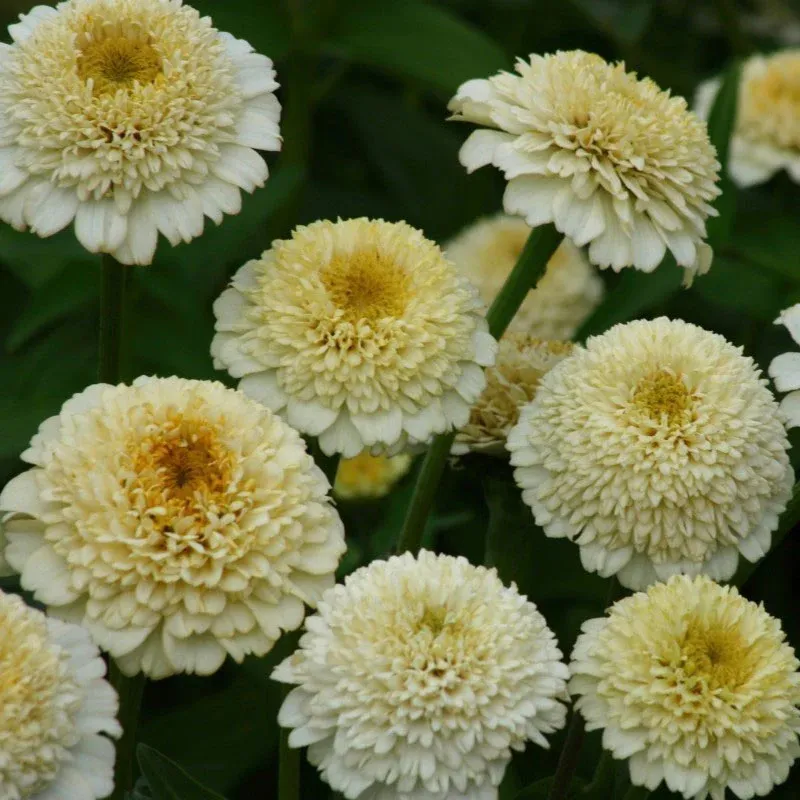 VEGSOW Zinderella White Zinnia Seeds - Tall Double-Petal Annual Flower Seeds