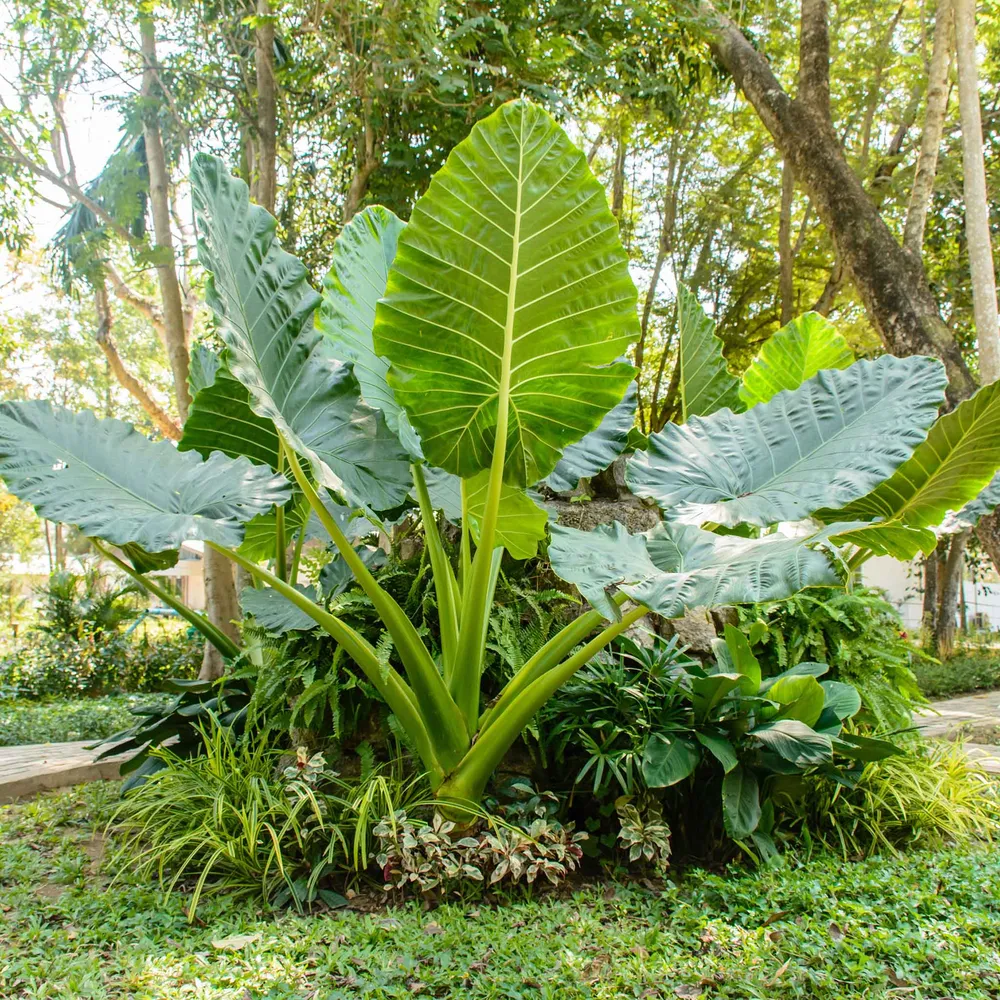 VEGSOW Upright Elephant Ear Bulbs - Alocasia Macrorrhiza Planting Bulbs