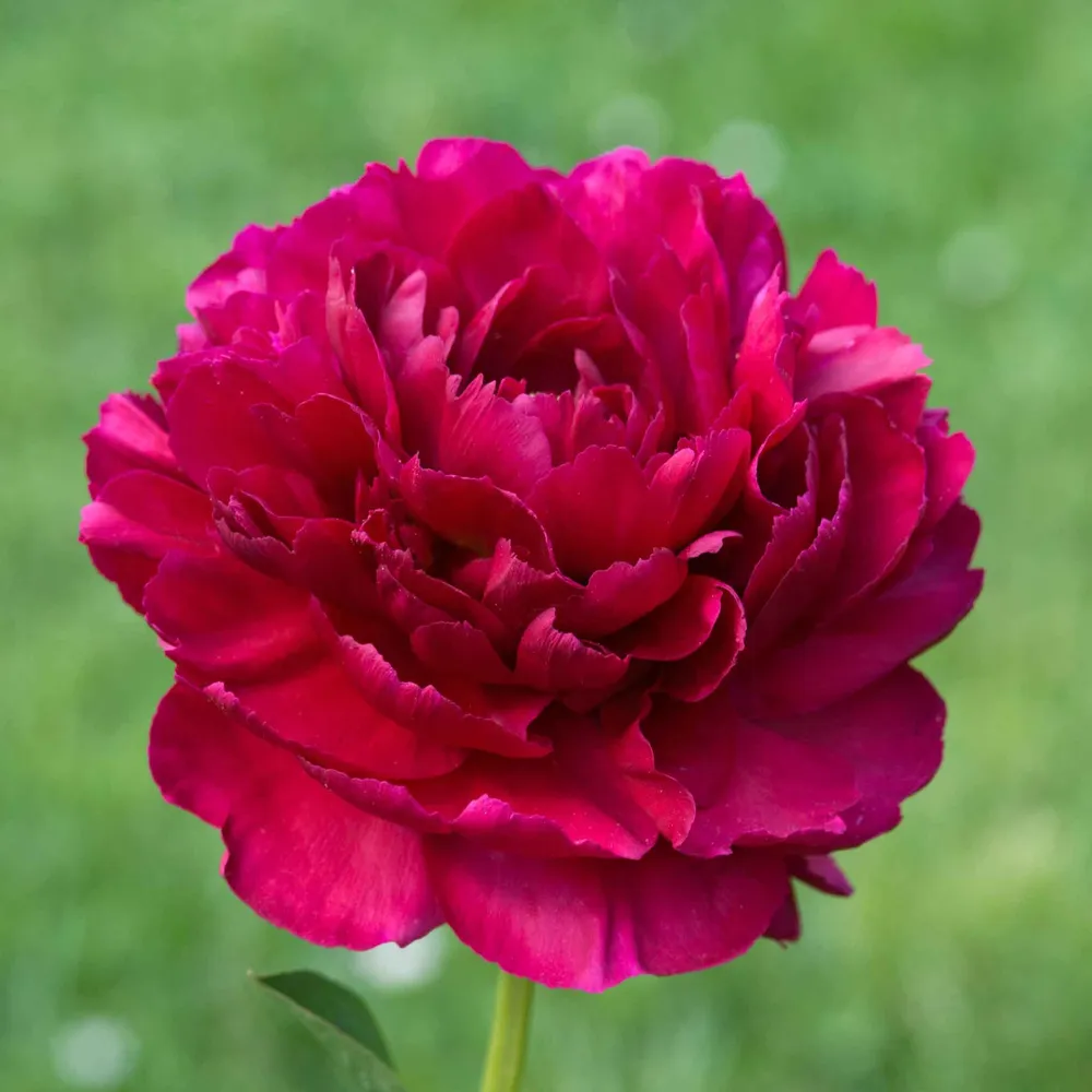 Old Faithful Peony Roots - Perennial Bare Root Flower Starts