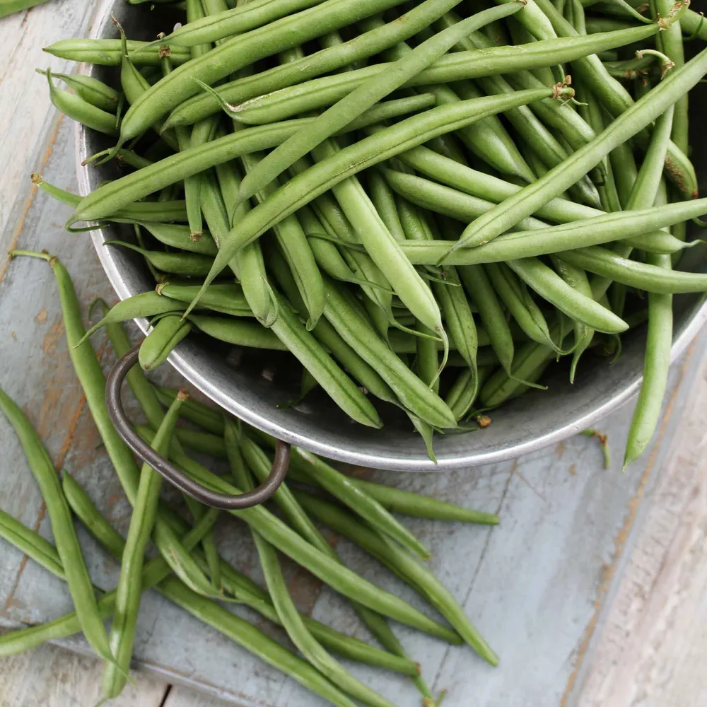 VEGSOW Tenderette Bush Bean Seeds - Uniform Growth Heirloom Variety