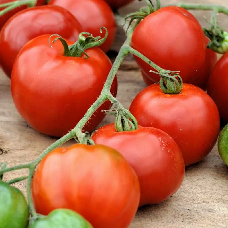 VEGSOW Stupice Tomato Seeds - Heirloom Early Maturing Variety