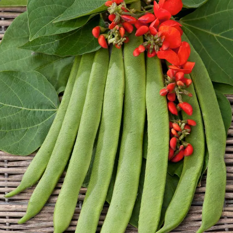 VEGSOW Scarlet Emperor Runner Bean Seeds - Heirloom Climbing Bean Variety