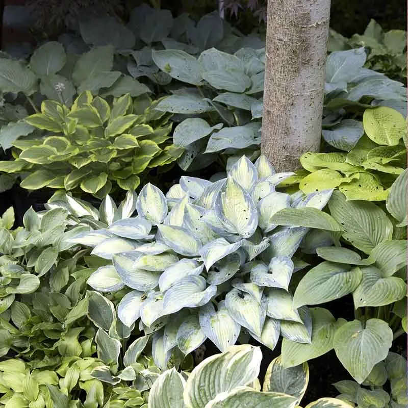VEGSOW Mixed Hosta Roots - Perennial Shade Garden Bare Roots