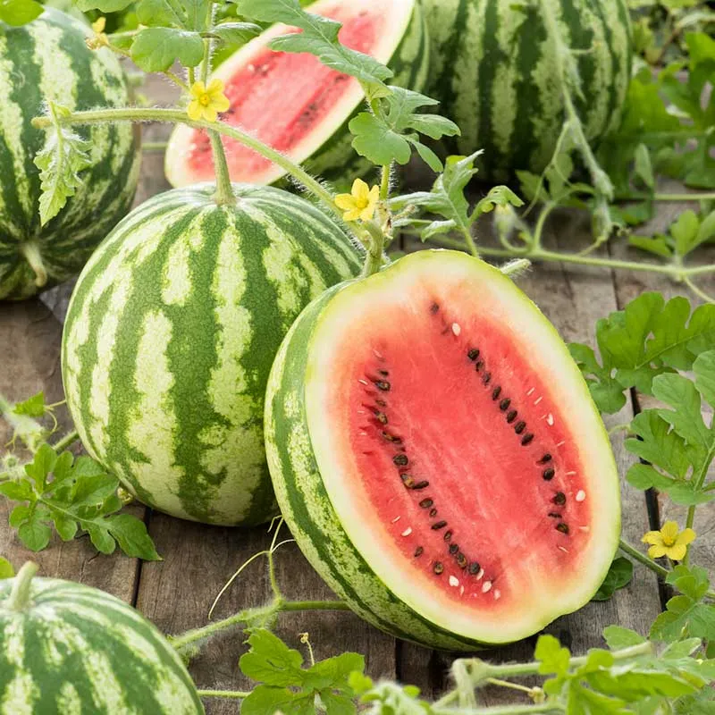 VEGSOW Crimson Sweet Watermelon Seeds - Heirloom Vegetable Seeds for Home Gardens