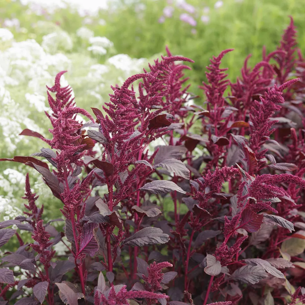 VEGSOW Red Garnet Amaranth Seeds for Microgreens and Garden Planting