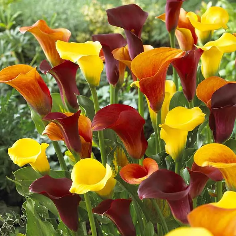 VEGSOW Calla Lily Bulbs - Hot Mix - Multi-Color Perennial Flower Bulbs