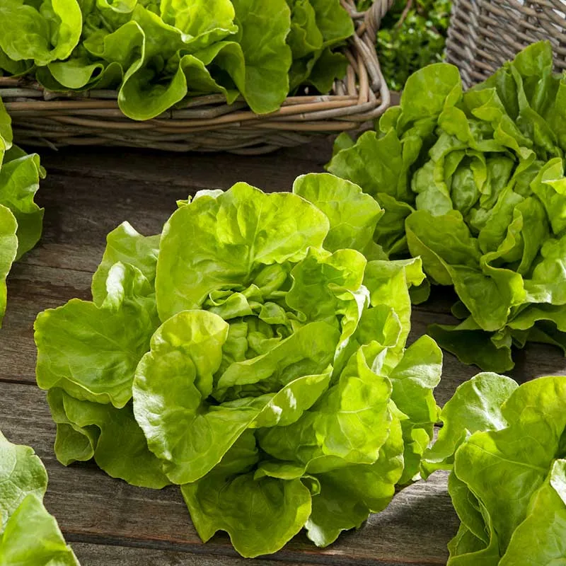 VEGSOW Bibb Lettuce Seeds - Heirloom Butterhead Variety for Home Gardens