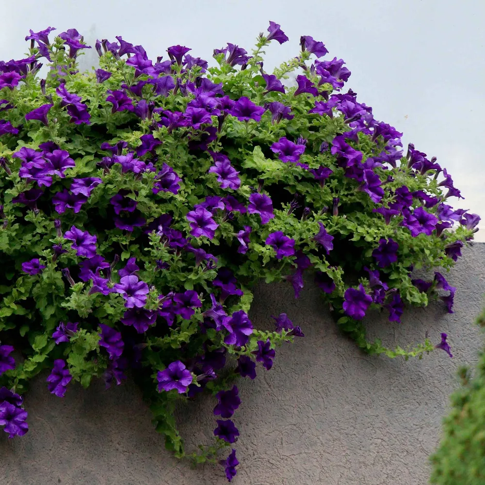 Alderman Blue Petunia Seeds - Heirloom Flower Seeds for Garden Planting