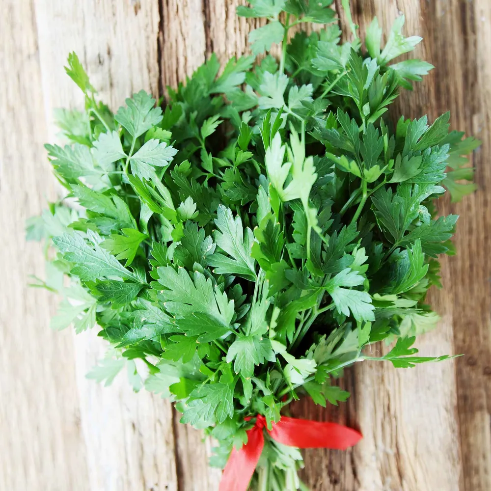 Italian Parsley Seeds - High Germination Culinary Herb Seeds
