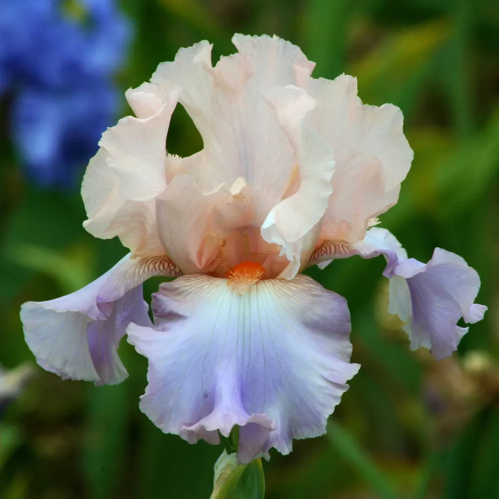 VEGSOW Celebration Song Bearded Iris Bulbs - Perennial Flower Rhizomes