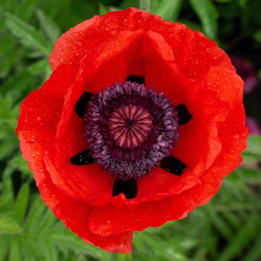 VEGSOW Papaver orientale Roots - Beauty of Livermere