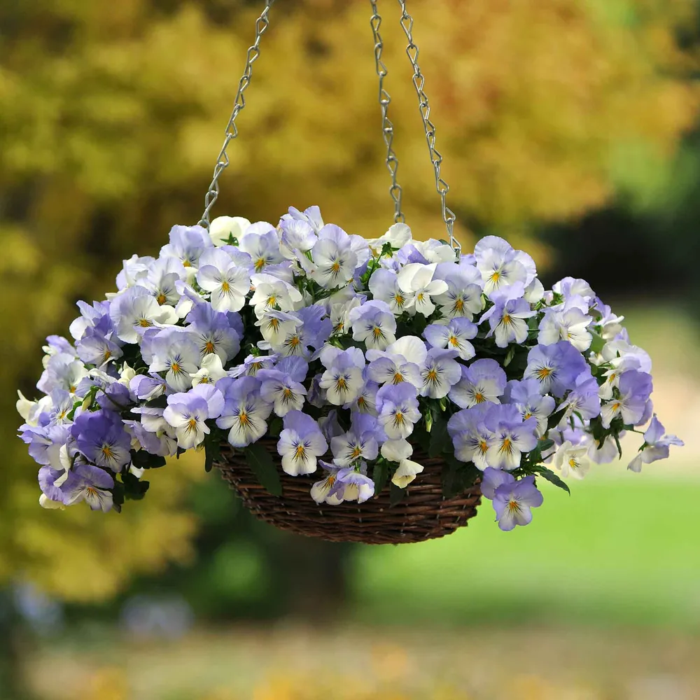 VEGSOW Cool Wave Frost Pansy Seeds - Cold Hardy Garden Flower Seeds