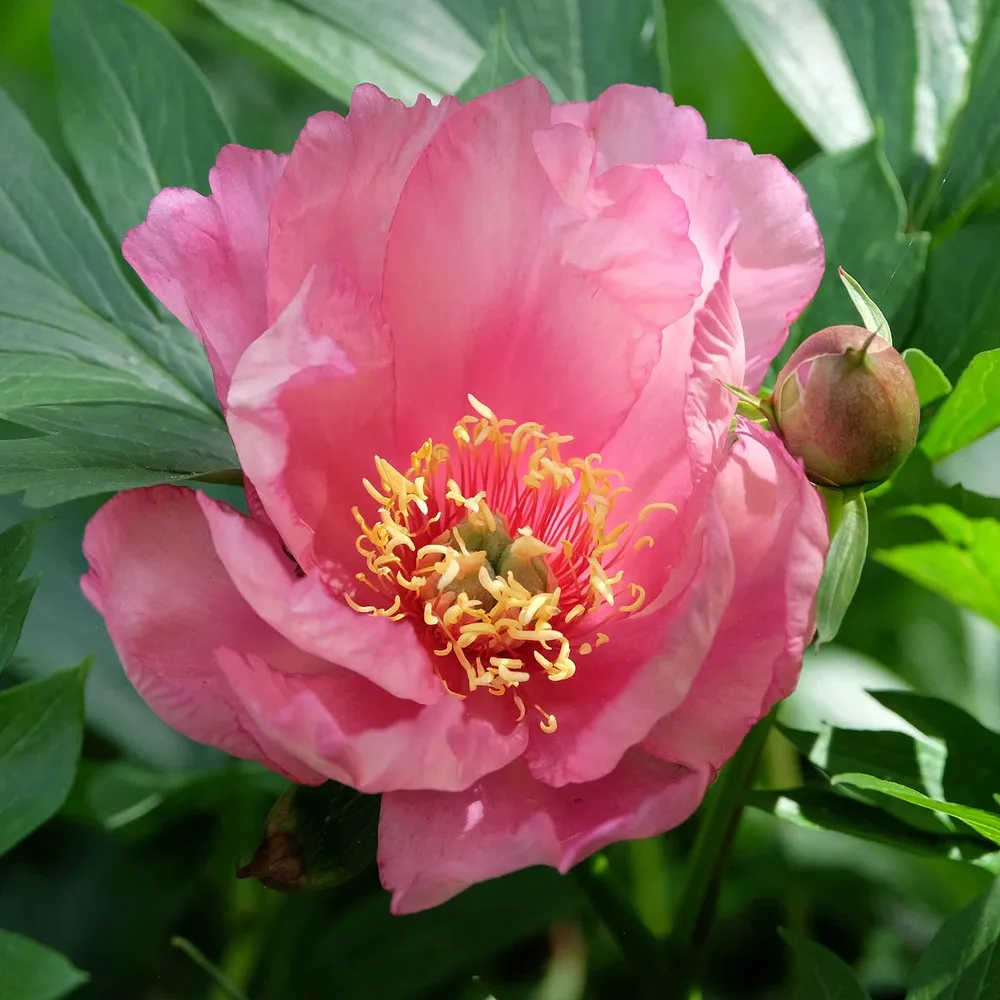 VEGSOW Itoh Peony Roots - Julia Rose