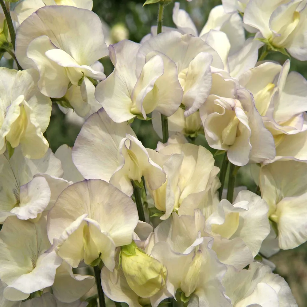 VEGSOW Sweet Pea Seeds - Old Times Heirloom Variety