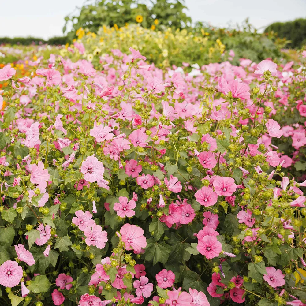VEGSOW Rose Mallow Seeds - Loveliness (Lavatera trimestris)