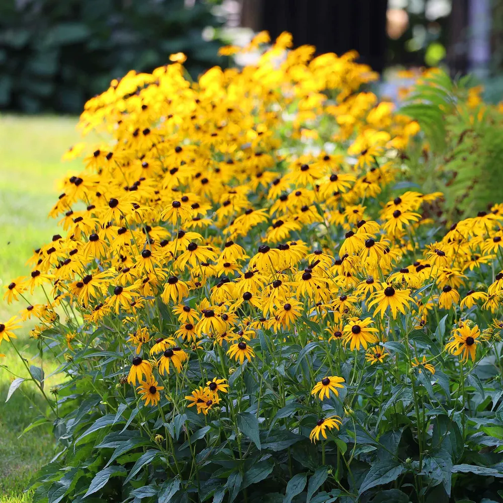 VEGSOW Black Eyed Susan Roots - Goldstrum Rudbeckia Perennial Flower Starts