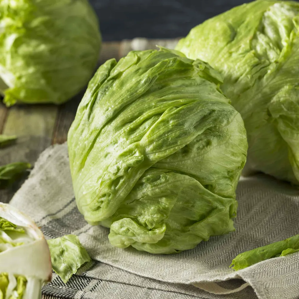 VEGSOW Iceberg Lettuce Seeds - Crisphead Variety for Home Vegetable Gardens