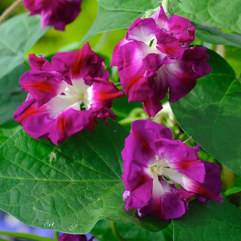 VEGSOW Japanese Ruffled Morning Glory Seeds - Heirloom Climbing Flower Seeds