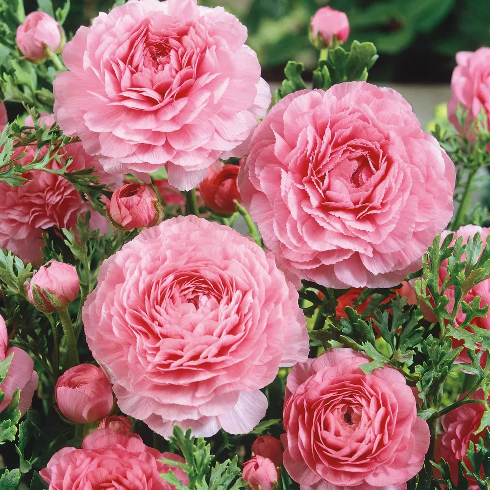 VEGSOW Pink Ranunculus Bulbs - Spring Planting Flower Bulbs
