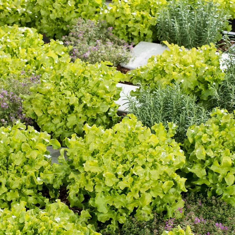 VEGSOW Salad Bowl Lettuce Seeds - Green Heirloom Variety
