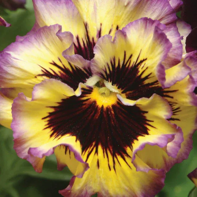 VEGSOW Frizzle Sizzle Lemonberry Pansy Seeds