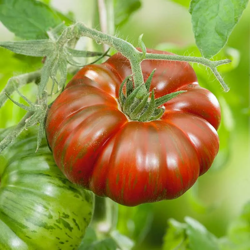 VEGSOW Chocolate Stripes Tomato Seeds - Heirloom Variety for Home Gardens
