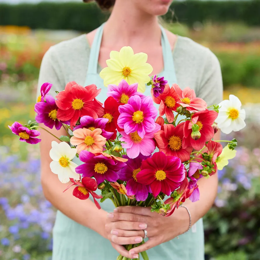 VEGSOW Dahlia Seeds - Coltness Single Mix - Dwarf Bedding Variety