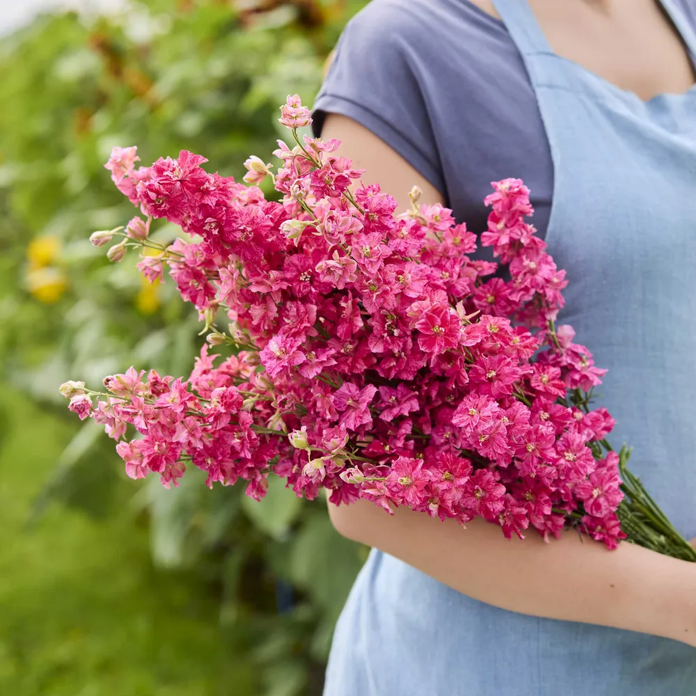 VEGSOW Larkspur Seeds - King Size Scarlet