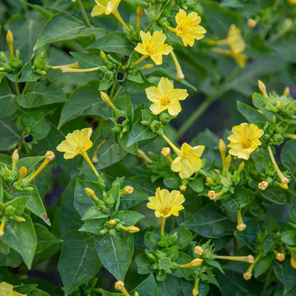 Four O'Clock Seeds - Yellow Flower Seeds for Home Gardening