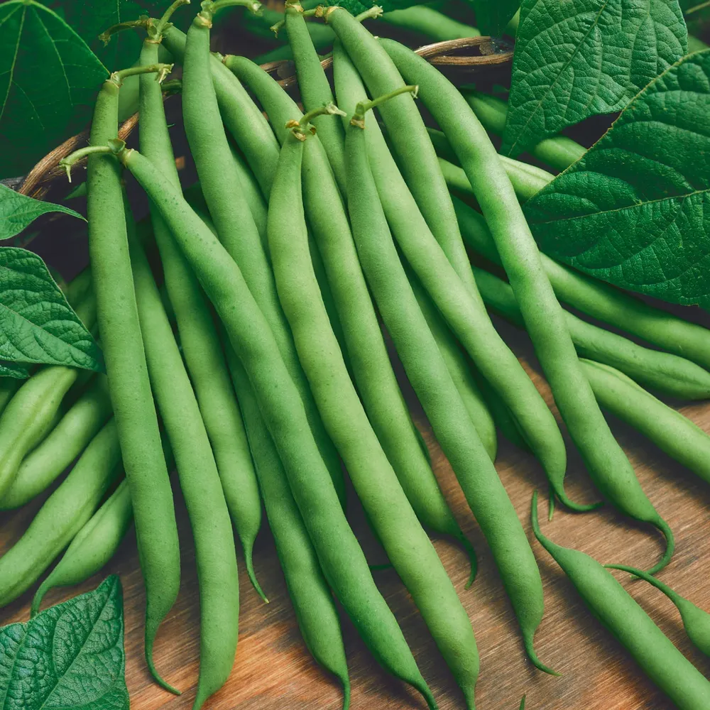 VEGSOW Organic Blue Lake 274 Bush Bean Seeds - Heirloom Vegetable Gardening