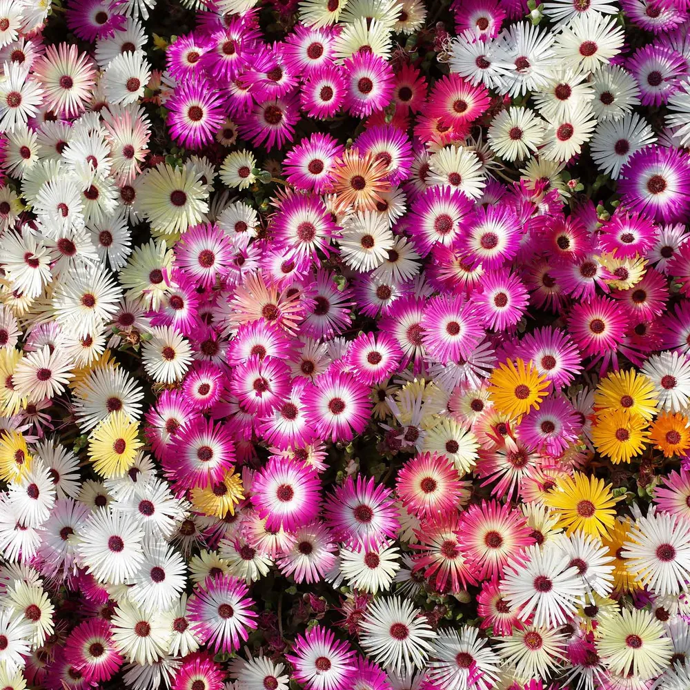 VEGSOW Livingstone Daisy Seeds (Ice Plant) - Livingstone Mix