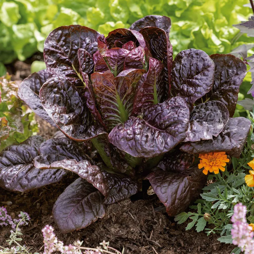 VEGSOW Red Romaine Lettuce Seeds - Heirloom Variety for Microgreens and Garden