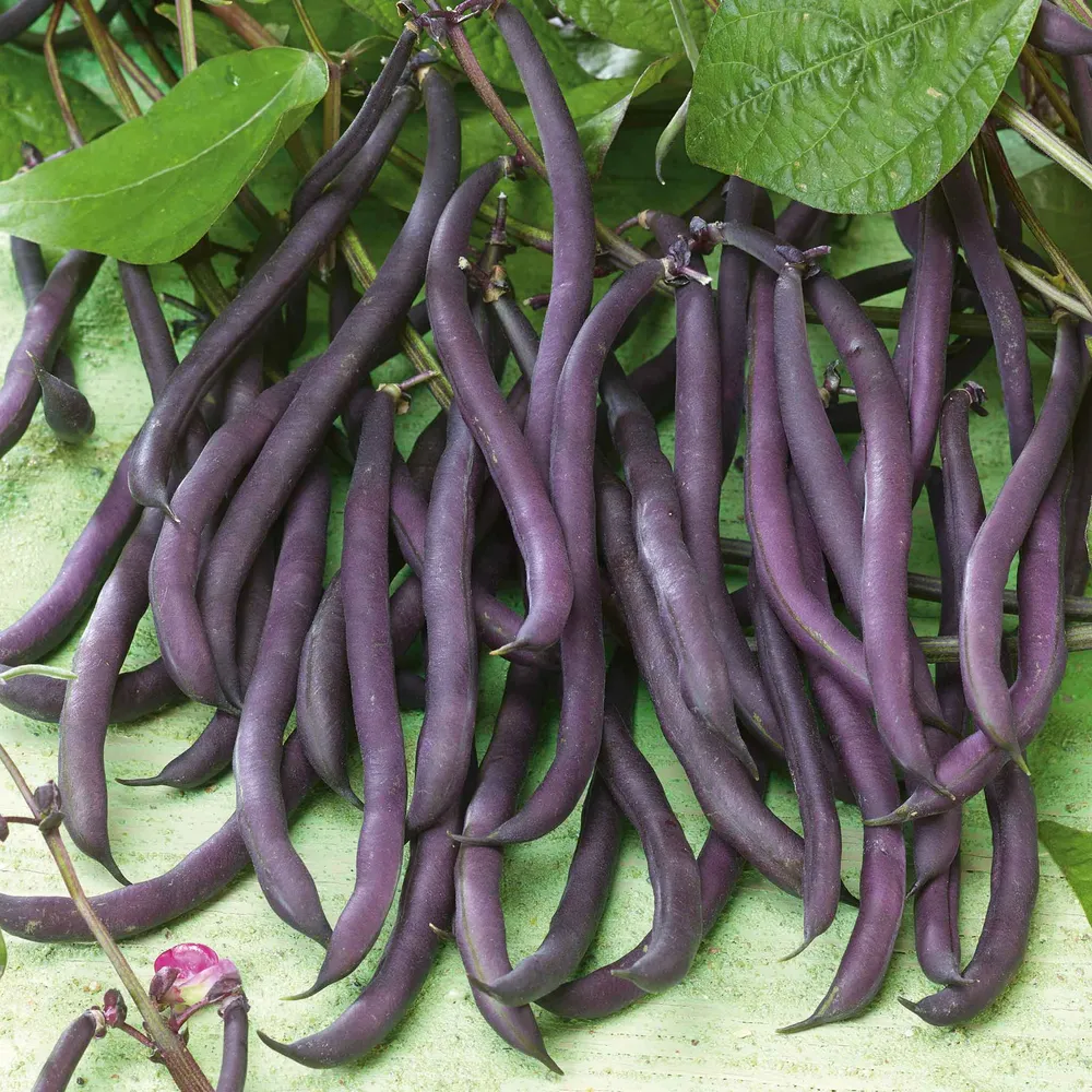 VEGSOW Royal Burgundy Bush Bean Seeds - Heirloom Purple String Beans