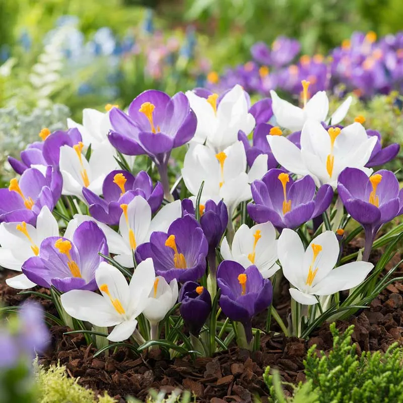 VEGSOW Crocus Bulbs - Purple & White Mix - Spring Flowering Perennial Bulbs