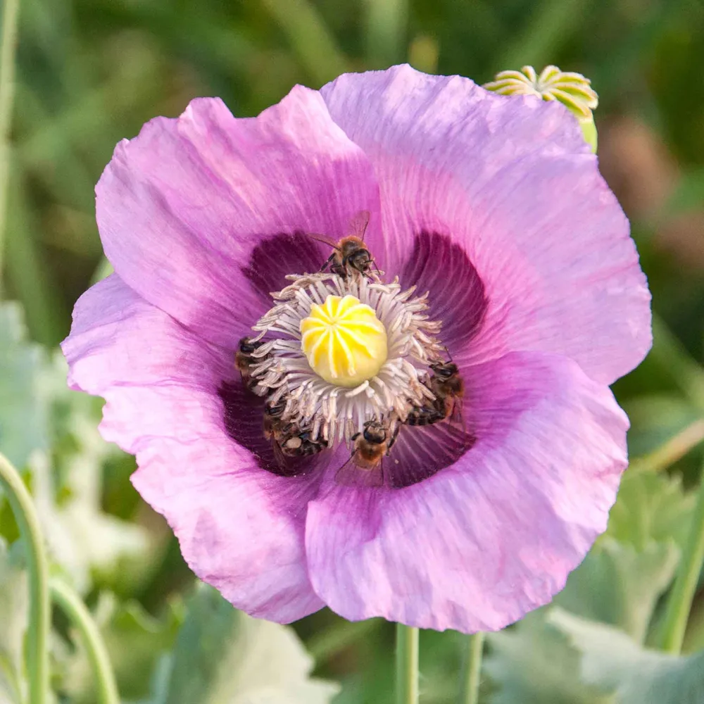 VEGSOW Hungarian Breadseed Poppy Seeds - Heirloom Papaver somniferum
