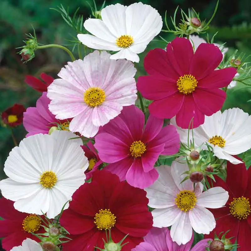 VEGSOW Versailles Tetra Mix Wildflower Seed Collection