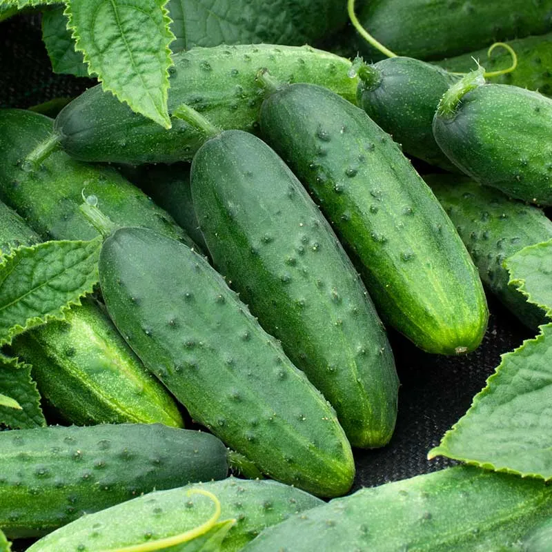 VEGSOW Spacemaster Cucumber Seeds - Compact Bush Variety for Home Gardens