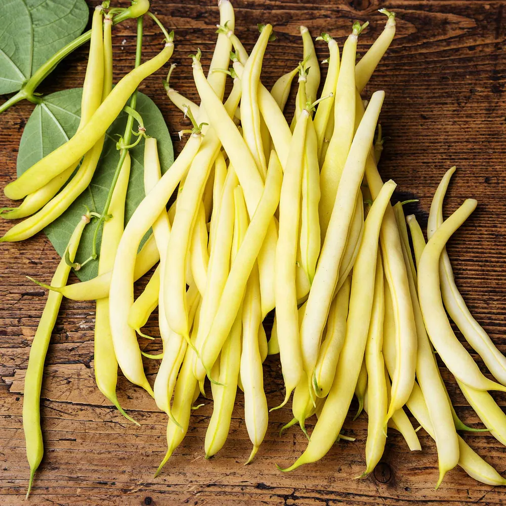 VEGSOW Cherokee Wax Bush Bean Seeds - Heirloom Yellow Wax Beans for Home Gardening