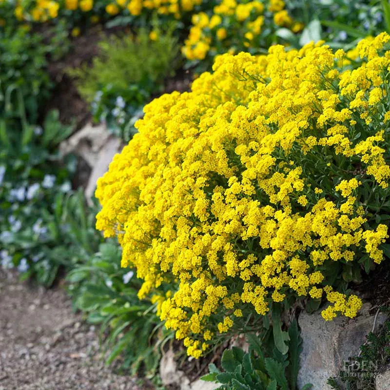 VEGSOW Alyssum Seeds - Basket of Gold (Aurinia saxatilis)
