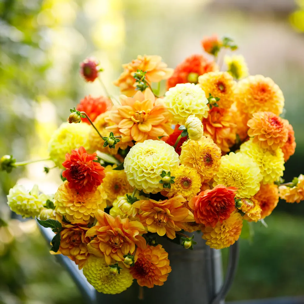 VEGSOW Dahlia Tubers (Ball & Decorative) - Sunny Mix