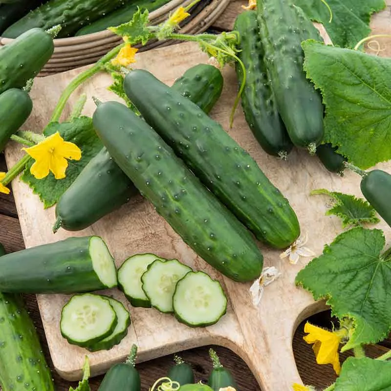 VEGSOW Cucumber Seeds - Marketer Variety
