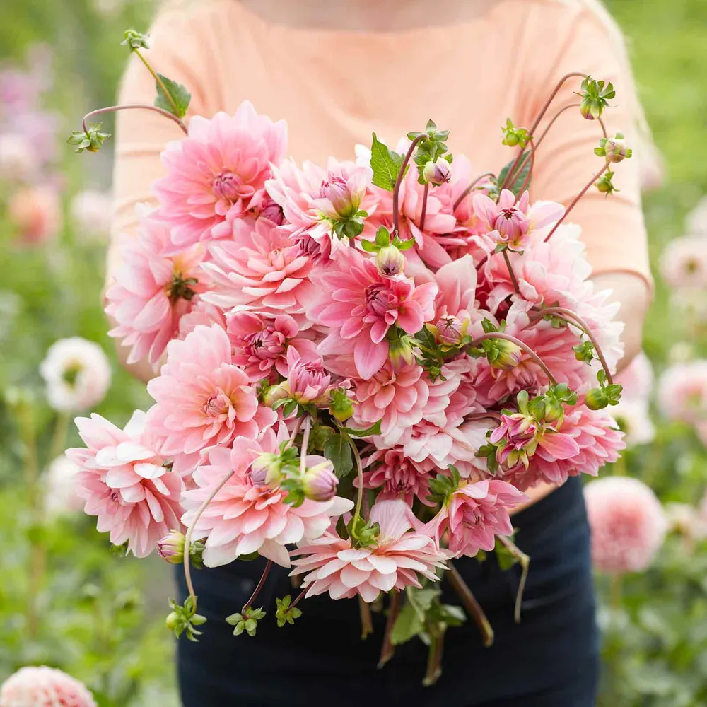 VEGSOW Gerrie Hoek Decorative Dahlia Tubers - Large Flowering Perennial Bulbs