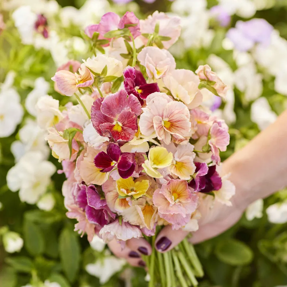 Pansy Seeds - Pastel Mix Heirloom Flower Seeds